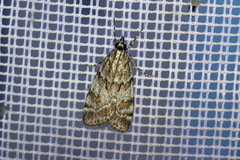 Scoparia basistrigalis