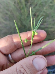 Asclepias viridula