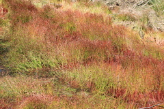 Juncus supiniformis