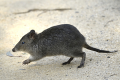 Potorous tridactylus