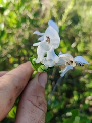 Macbridea alba image