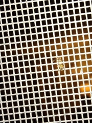 Sericophanes heidemanni