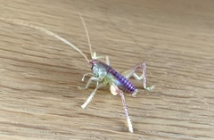Ocellarnaca
