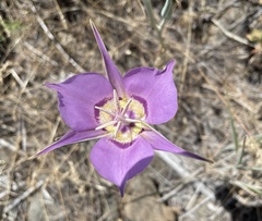 Calochortus macrocarpus macrocarpus