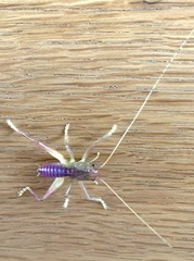 Ocellarnaca
