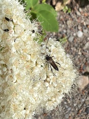 Trachysida mutabilis