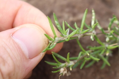 Spergularia tasmanica