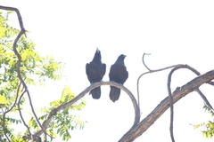 Corvus corax