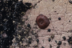 Austromegabalanus psittacus