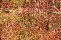 Juncus supiniformis