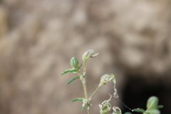 Spergularia tasmanica
