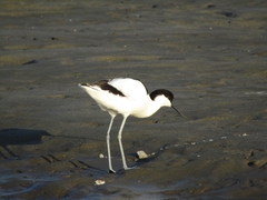 Recurvirostra avosetta