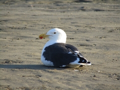 Larus dominicanus vetula