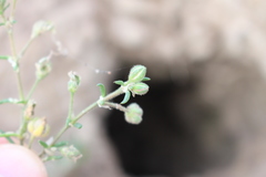 Spergularia tasmanica