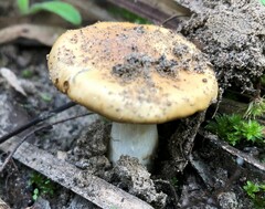 Amanita xanthocephala