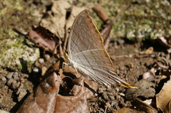 Marpesia harmonia