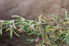 Spergularia tasmanica