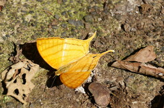 Marpesia harmonia