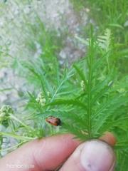 Clytra quadripunctata