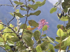Oreocallis grandiflora
