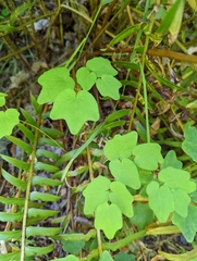 Vancouveria hexandra