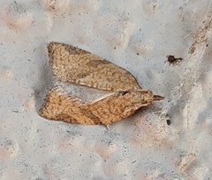 Argyrotaenia franciscana