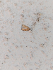 Argyrotaenia franciscana