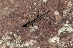 Cryptoblepharus pulcher pulcher