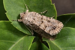 Spodoptera cilium