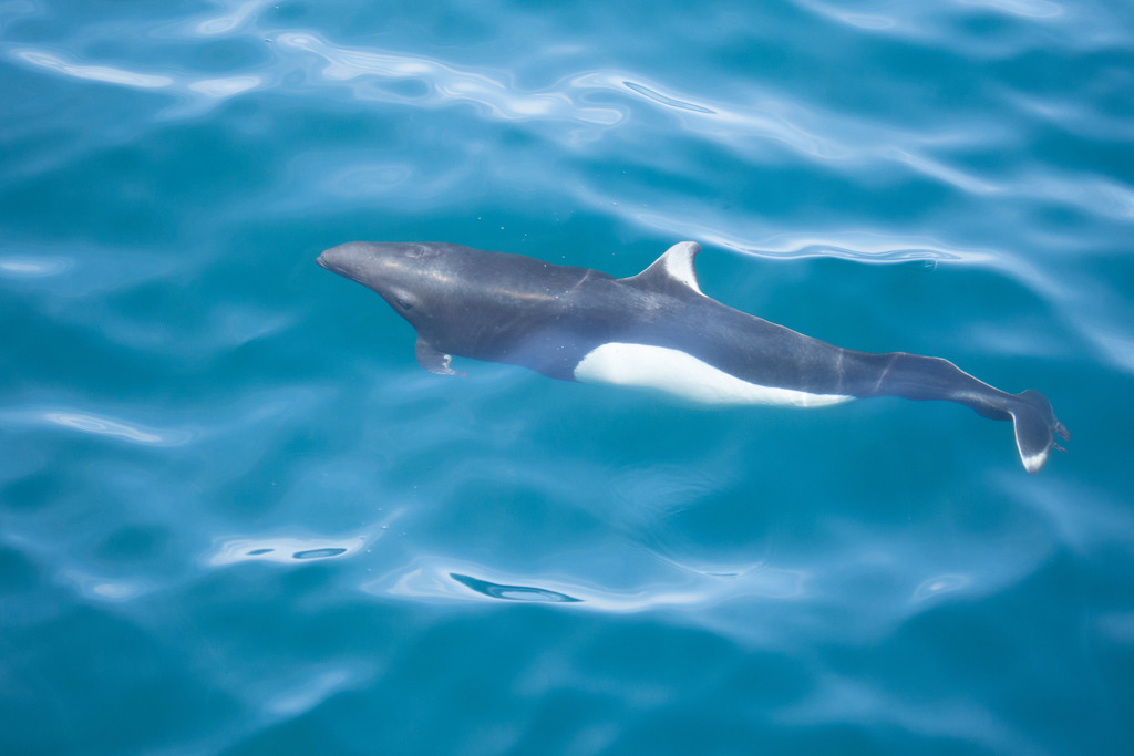 Marsopa de Dall (Mamíferos marinos del mundo) · iNaturalist