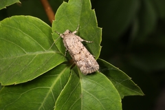 Spodoptera cilium