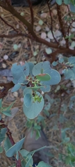 Arctostaphylos peninsularis