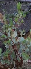 Arctostaphylos peninsularis