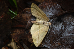 Omiza pachiaria