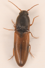 Idolus occidentalis