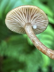 Lactarius occidentalis