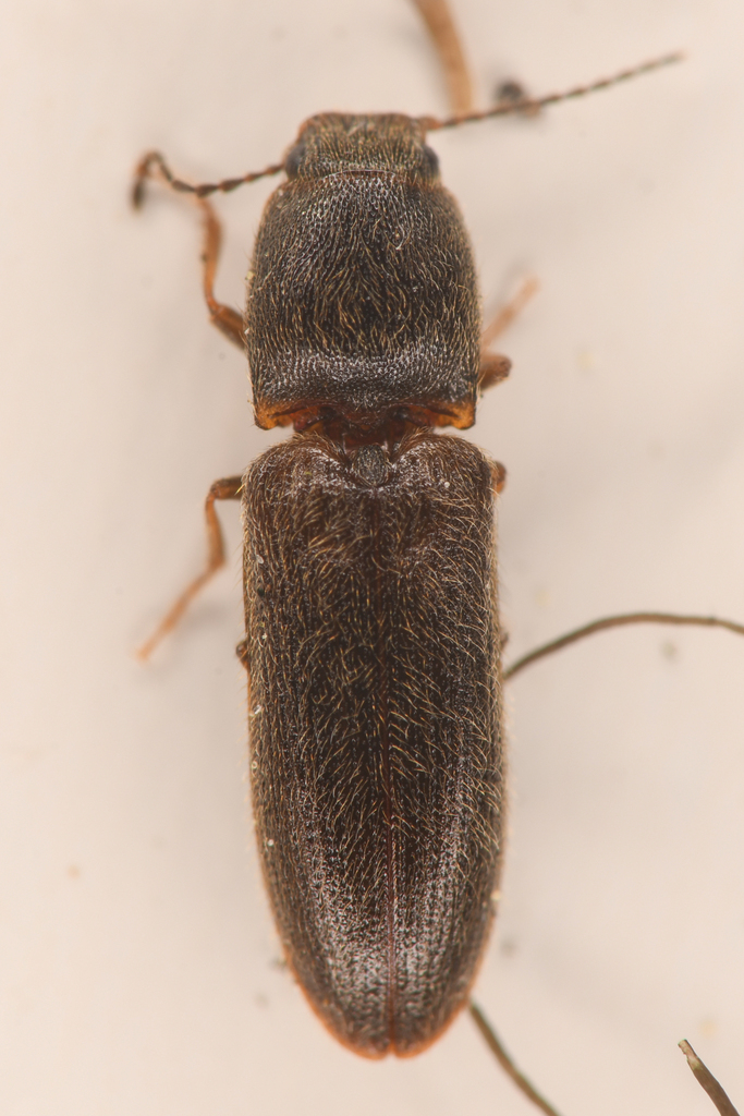Limonius brevis