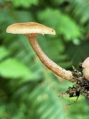 Lactarius occidentalis