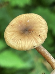 Lactarius occidentalis