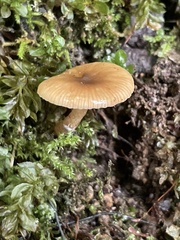 Lactarius occidentalis