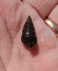 Pleurocera annulifera