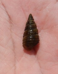 Pleurocera annulifera