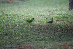 Myiopsitta monachus