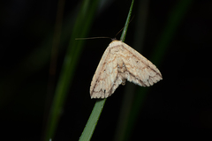 Hyposada ruptifascia