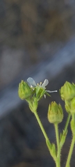 Horkelia clevelandii