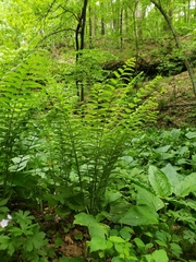 Dryopteris goldieana