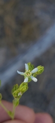 Horkelia clevelandii