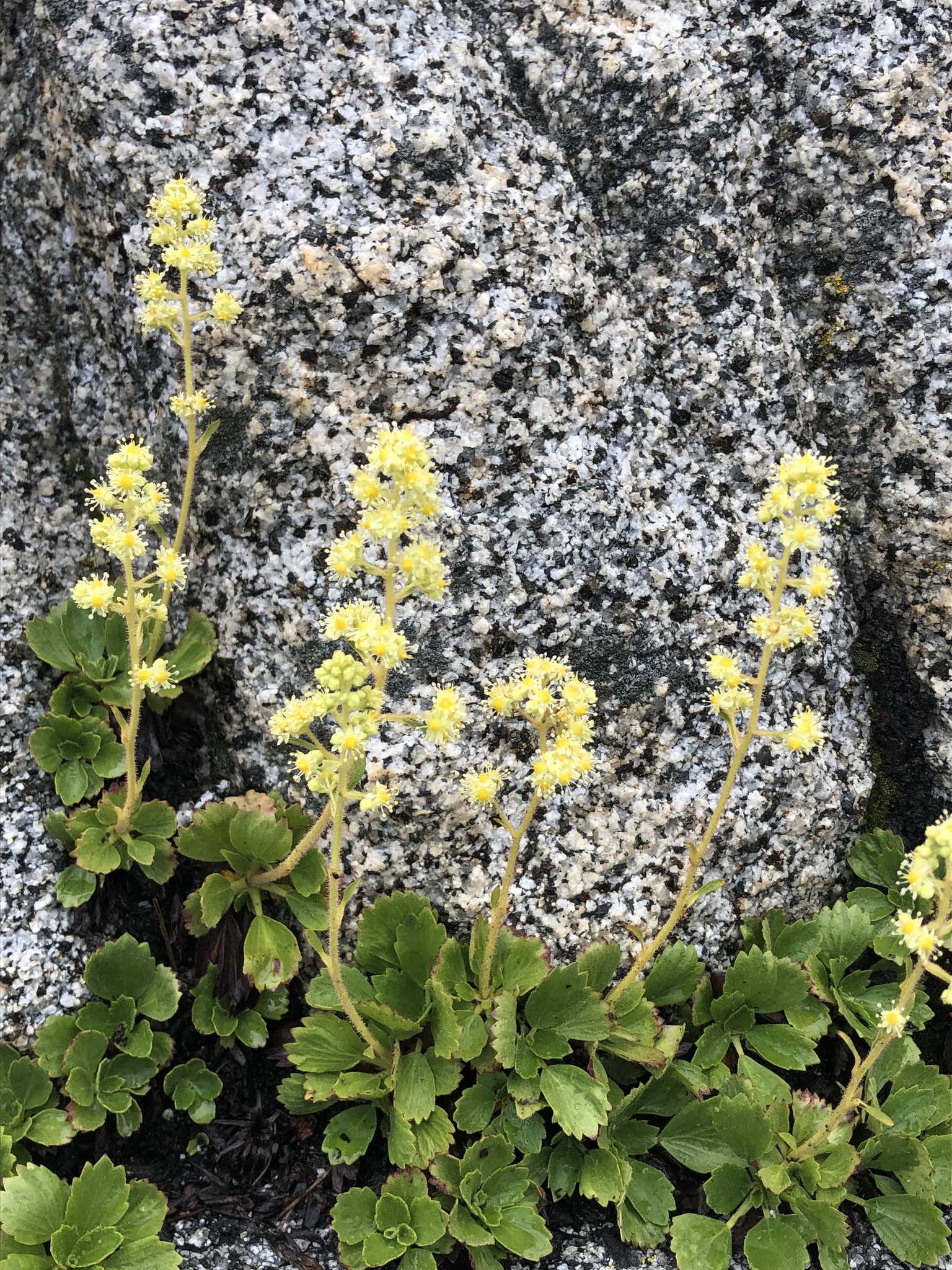 Saxifragopsis