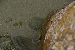Anthopleura xanthogrammica