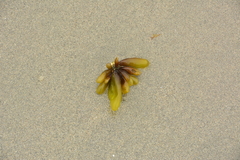 Halosaccion glandiforme